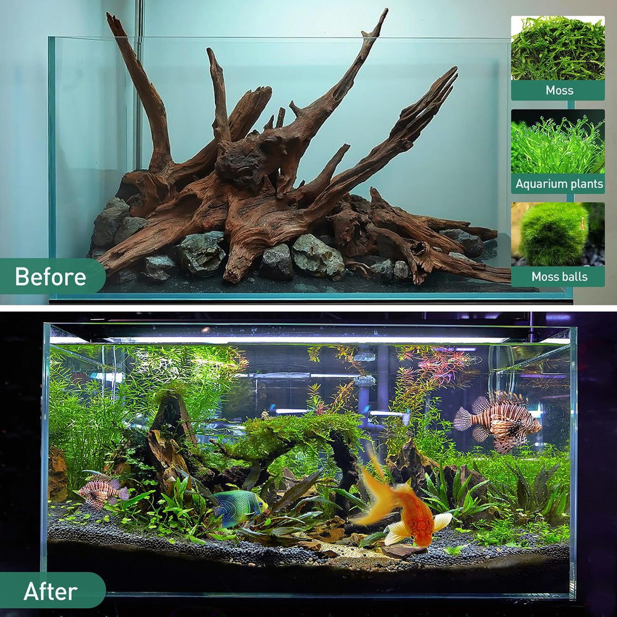 Natural Driftwood for Aquarium, Spider Wood Fish Tank Decor, Real Solid Wood Aquarium Driftwood for Aquascaping and Terrarium Décor (Mopani Driftwood 8 to 12 Inch